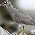 Wandering Tattler Adult Winter<br />Canon EOS 7D + EF400 F5.6L